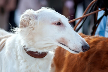 A white dog breed Russian greyhound, borzaya, portrait, profile, close-up