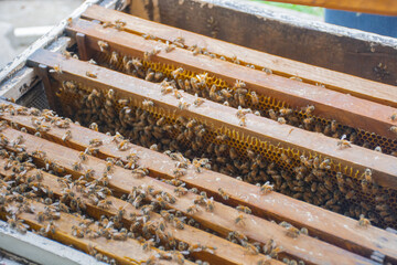 bees in a beehive in a wooden frame