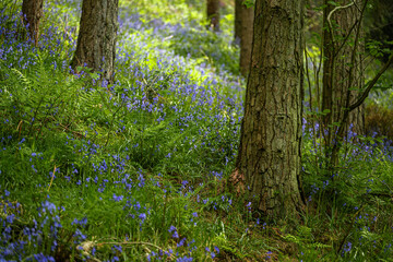 A carpet of bluebell flowers in a woodland using a shallow depth of field.