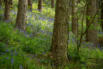 A carpet of bluebell flowers in a woodland using a shallow depth of field.