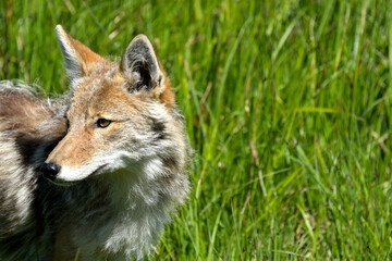 Fototapeta premium Profile of a coyote in the green grass at Yellowstone National Park.