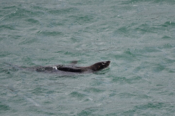 Cape Fur seal in the ocean swimming . 