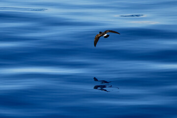 Storm Petrel in flight across a glassy ocean. 
