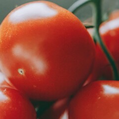 Closeup photo of tomatoes macro 35mm close up film still photography natural light