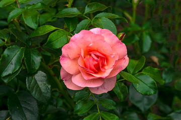 Beautiful blooming dark pink rose in the park.