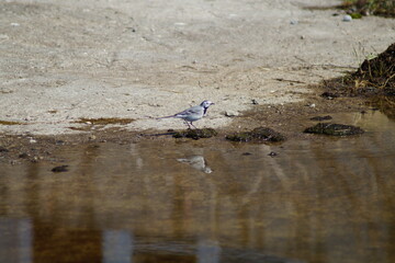 Bachstelze am Wasser