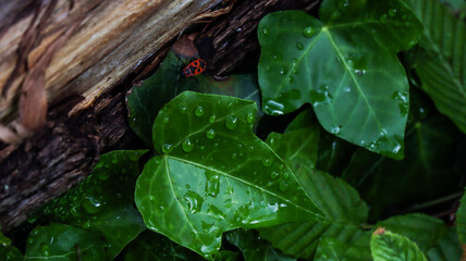 Closeup leaf, raindrops