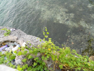 Landscape photo with a background of sea water and coral in the afternoon