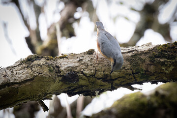Nuthatch upside down on a branch foraging. Wales.