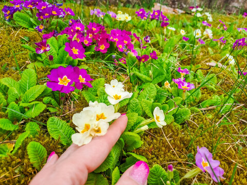 Pink or purple Primrose flowers, Primula vulgaris, from the family Primulaceae