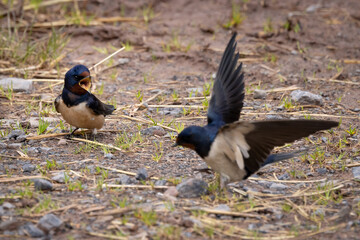 Two Swallows on the ground collecting nesting material. 