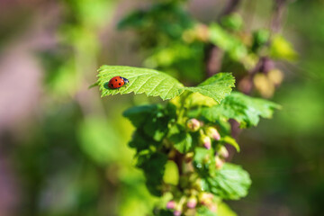 Red ladybug on a green leaf, coccinellidae.