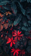A close up of a plant with red leaves. The leaves are in various shades of red and green. The image has a moody and mysterious feel to it