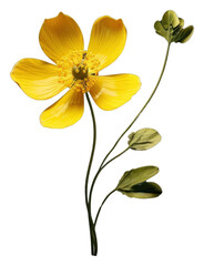 PNG Buttercup flower petal plant inflorescence