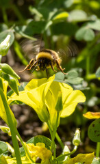 bee on yellow flower