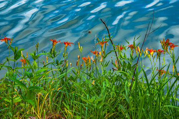 Beautiful day lilies on the shore of a lake in Tennessee.