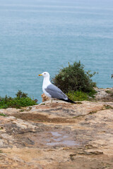seagull on rock