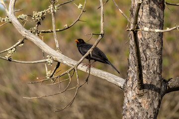 blackbird on a tree