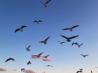 Birds fly against the background of the blue sky. Seagulls fly by the sea.