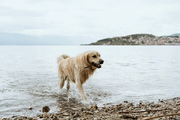 Golden Retriever carrying a stick out of the water