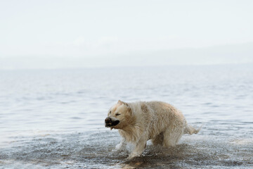 Golden Retriever shaking off water