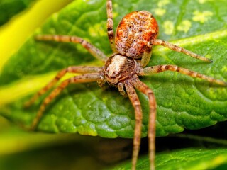 Cheiracanthium inclusum, alternately known as the black-footed yellow sac spider. Macro closeup...