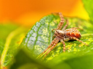 Cheiracanthium inclusum, alternately known as the black-footed yellow sac spider. Macro closeup tiny spider