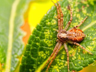 Cheiracanthium inclusum, alternately known as the black-footed yellow sac spider. Macro closeup...