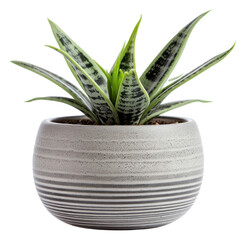 PNG Pottery Planter planter pottery vase