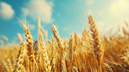 Fototapeta premium Golden Wheat Field Under Sunny Blue Sky