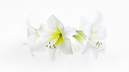 white flowers on white background