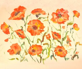 watercolor poppies on a white background