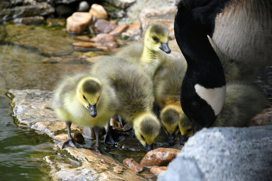 Canada Goose goslings - baby geese