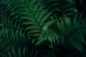 Green leaves texture. Bracken leaves 