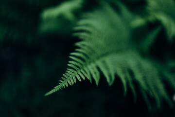 Macro photos of fern leaf on dark backround, forest, 