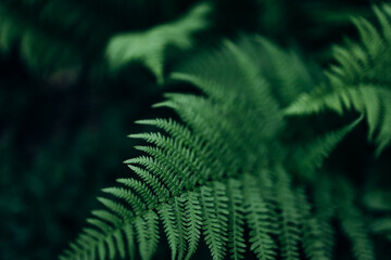 close up  of a fern leaf Pteridium aquilinum