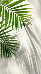 Palm leaf casting a shadow on a textured light wall. Tropical plant against soft backdrop. Bright summer background. Concept of nature, simplicity. Mockup for design. Copy space. Vertical