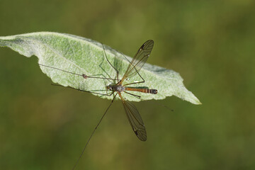 Fototapeta premium Male crane fly Tipula fascipennis, family Tipulidae on underside of a leaf of an apple tree. Dutch garden, Spring, May