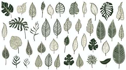 Set of exotic leaves of different plants hand drawn