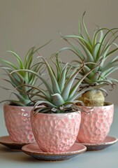 Three Pink Pots With Succulents