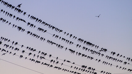 Fototapeta premium Birds perched on power lines