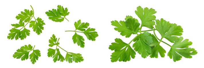 Parsley leaves isolated on white background with  full depth of field. Top view. Flat lay.