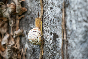 Schnecke