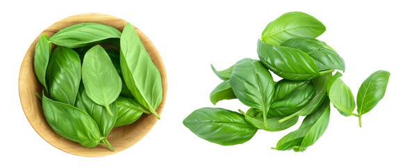Fresh basil leaf in wooden bowl isolated on white background with  full depth of field. Top view. Flat lay - obrazy, fototapety, plakaty