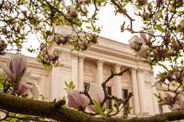 magnolia blossoms and Lund University in the background