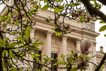 Lund University seen through a flowering magnolia tree