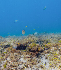 coral reef with fish 