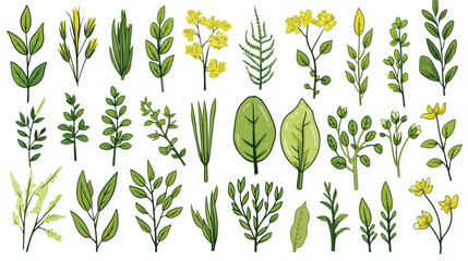 Set of herbs. Collection hand drawn medical botanic