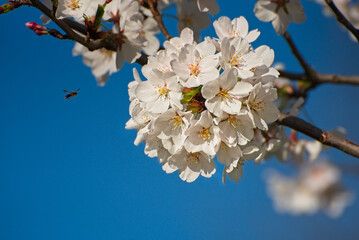 A hovering bee approaches a cherry blossom cluster on a sunny spring morning