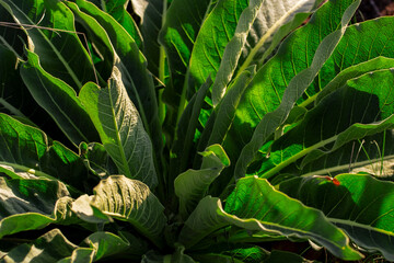 Close up of green leaves of plant, abstract background